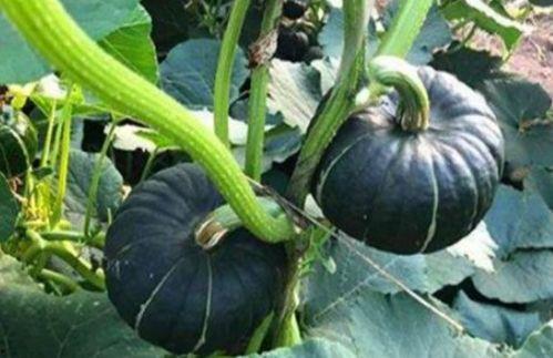 网红吃瓜群群名,揭秘娱乐圈幕后风云