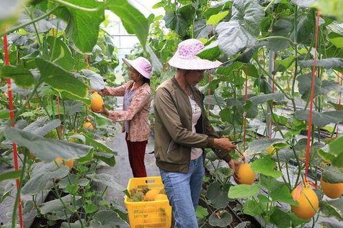 网红吃瓜云南怒江的,探寻云南秘境的美食与风情