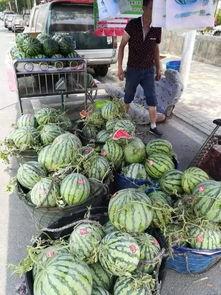 揭阳网红吃瓜事件,网络舆论的风暴与真相探寻