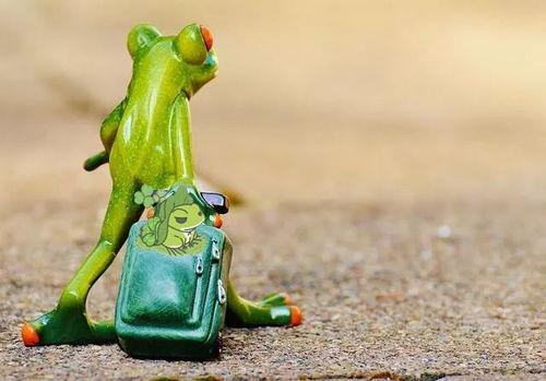 盘点网红青蛙吃瓜,趣味横生引发网友热议