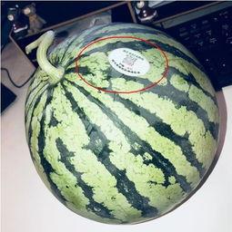 网红吃瓜视频在哪里看的,热门平台一览