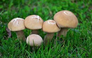 17c吃瓜网蘑菇视,揭秘娱乐圈幕后故事