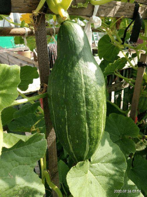 吃瓜网砍一刀,揭秘网络舆论背后的真相